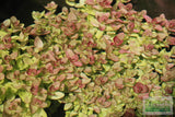Bacopa Caroliniana 'Yellow flame' (GOLDFISH PROOF!)