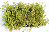Bacopa Caroliniana 'Yellow flame' (GOLDFISH PROOF!)