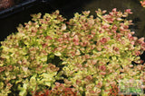 Bacopa Caroliniana 'Yellow flame' (GOLDFISH PROOF!)