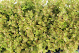 Bacopa Caroliniana 'Yellow flame' (GOLDFISH PROOF!)
