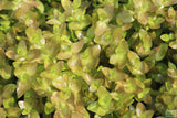 Bacopa Caroliniana 'Yellow flame' (GOLDFISH PROOF!)
