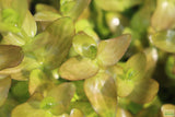 Bacopa Caroliniana 'Yellow flame' (GOLDFISH PROOF!)