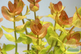 Bacopa Caroliniana 'Yellow flame' (GOLDFISH PROOF!)