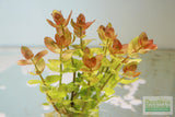 Bacopa Caroliniana 'Yellow flame' (GOLDFISH PROOF!)