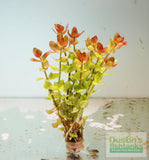 Bacopa Caroliniana 'Yellow flame' (GOLDFISH PROOF!)