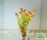 Bacopa Caroliniana 'Yellow flame' (GOLDFISH PROOF!)