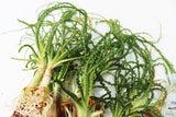 Crinum Calamistratum (Crazy Hardy Aquarium Plant) (6/30/25 photos)
