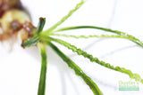 Crinum Calamistratum (Crazy Hardy Aquarium Plant) (6/30/25 photos)