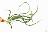 Crinum Calamistratum (Crazy Hardy Aquarium Plant) (6/30/25 photos)