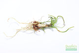 Crinum Calamistratum (Crazy Hardy Aquarium Plant) (6/30/25 photos)
