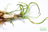 Crinum Calamistratum (Crazy Hardy Aquarium Plant) (6/30/25 photos)