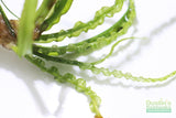 Crinum Calamistratum (Crazy Hardy Aquarium Plant) (6/30/25 photos)