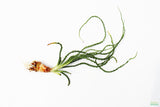 Crinum Calamistratum (Crazy Hardy Aquarium Plant) (6/30/25 photos)