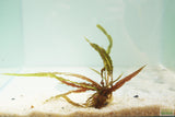 Crypt Balansae_Cryptocoryne_Background Crypt_Aquarium plant for sale_aquarium plants for sale