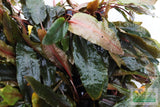 Cryptocoryne Becketii