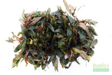 Cryptocoryne Becketii