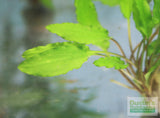 Crypt Wendtii Green_Cryptocoryne_Aquarium plants_aquarium plant for sale
