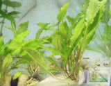 Crypt Wendtii Green_Cryptocoryne_Aquarium plants_aquarium plant for sale