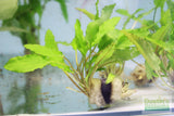 Crypt Wendtii Green_Cryptocoryne_Aquarium plants_aquarium plant for sale