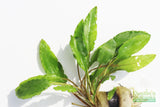 Crypt Wendtii Green_Cryptocoryne_Aquarium plants_aquarium plant for sale