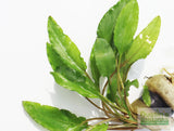 Crypt Wendtii Green_Cryptocoryne_Aquarium plants_aquarium plant for sale