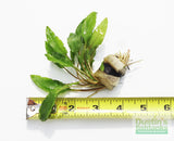 Crypt Wendtii Green_Cryptocoryne_Aquarium plants_aquarium plant for sale