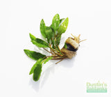 Crypt Wendtii Green_Cryptocoryne_Aquarium plants_aquarium plant for sale