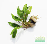 Crypt Wendtii Green_Cryptocoryne_Aquarium plants_aquarium plant for sale