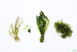 Can't Kill it Planted Combo (4 Plants For $24.95)