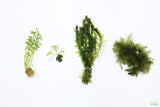Can't Kill it Planted Combo (4 Plants For $24.95)