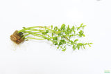 Can't Kill it Planted Combo (4 Plants For $24.95)