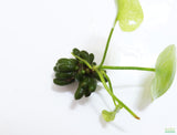 Can't Kill it Planted Combo (4 Plants For $24.95)