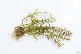 Can't Kill it Planted Combo (4 Plants For $24.95)