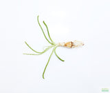 Crinum Calamistratum (Crazy Hardy Aquarium Plant) (6/30/25 photos)