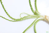 Crinum Calamistratum (Crazy Hardy Aquarium Plant) (6/30/25 photos)