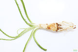 Crinum Calamistratum (Crazy Hardy Aquarium Plant) (6/30/25 photos)