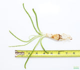 Crinum Calamistratum (Crazy Hardy Aquarium Plant) (6/30/25 photos)