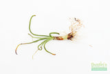 Crinum Calamistratum (Crazy Hardy Aquarium Plant) (6/30/25 photos)
