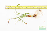 Crinum Calamistratum (Crazy Hardy Aquarium Plant) (6/30/25 photos)