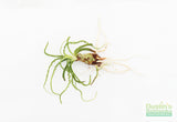 Crinum Calamistratum (Crazy Hardy Aquarium Plant) (6/30/25 photos)