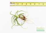 Crinum Calamistratum (Crazy Hardy Aquarium Plant) (6/30/25 photos)