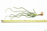 Crinum Calamistratum (Crazy Hardy Aquarium Plant) (6/30/25 photos)
