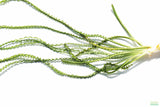 Crinum Calamistratum_Aquarium Plant For Sale_Aquarium Plants