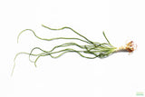 Crinum Calamistratum_Aquarium Plant For Sale_Aquarium Plants