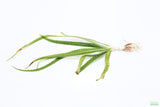 Crinum Natans_Aquarium Plant for sale_aquarium plants