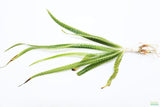 Crinum Natans_Aquarium Plant for sale_aquarium plants
