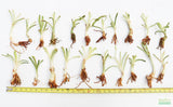 Crinum NATANS! (The Ultimate Monster Plant)