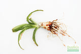 Crinum NATANS! (The Ultimate Monster Plant)