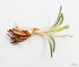Crinum NATANS! (The Ultimate Monster Plant)