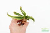 Crinum NATANS! (The Ultimate Monster Plant)